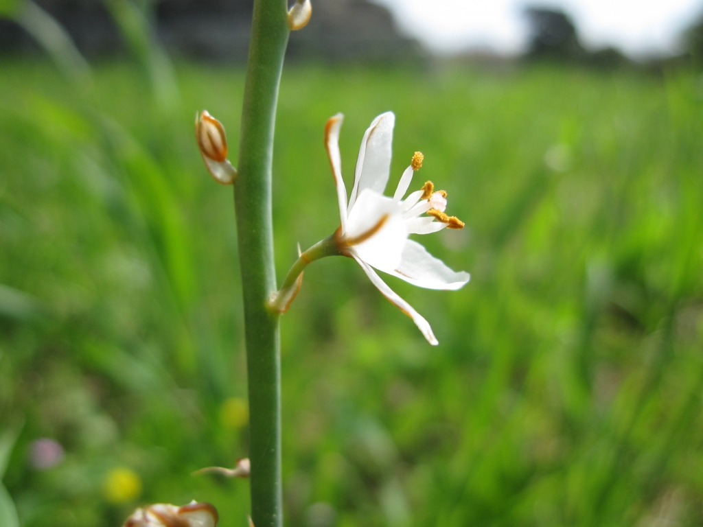 Asphodelus fistulosus